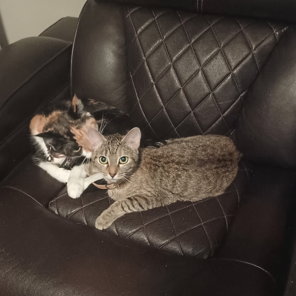 Share shows ❣️ to follow